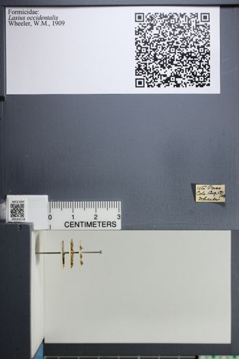 Media type: image;   Entomology 533118